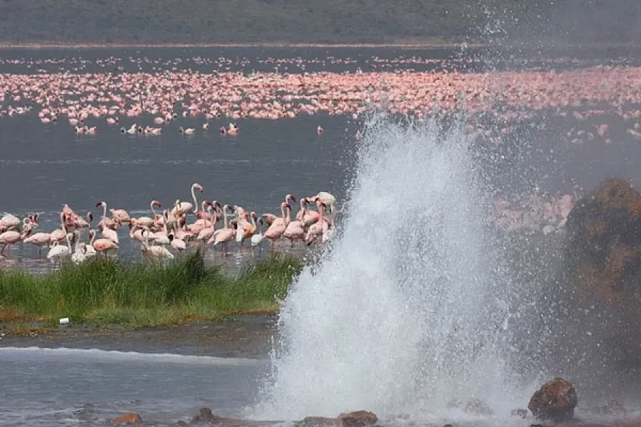 22 Days Kenya Bird-Watching Safari