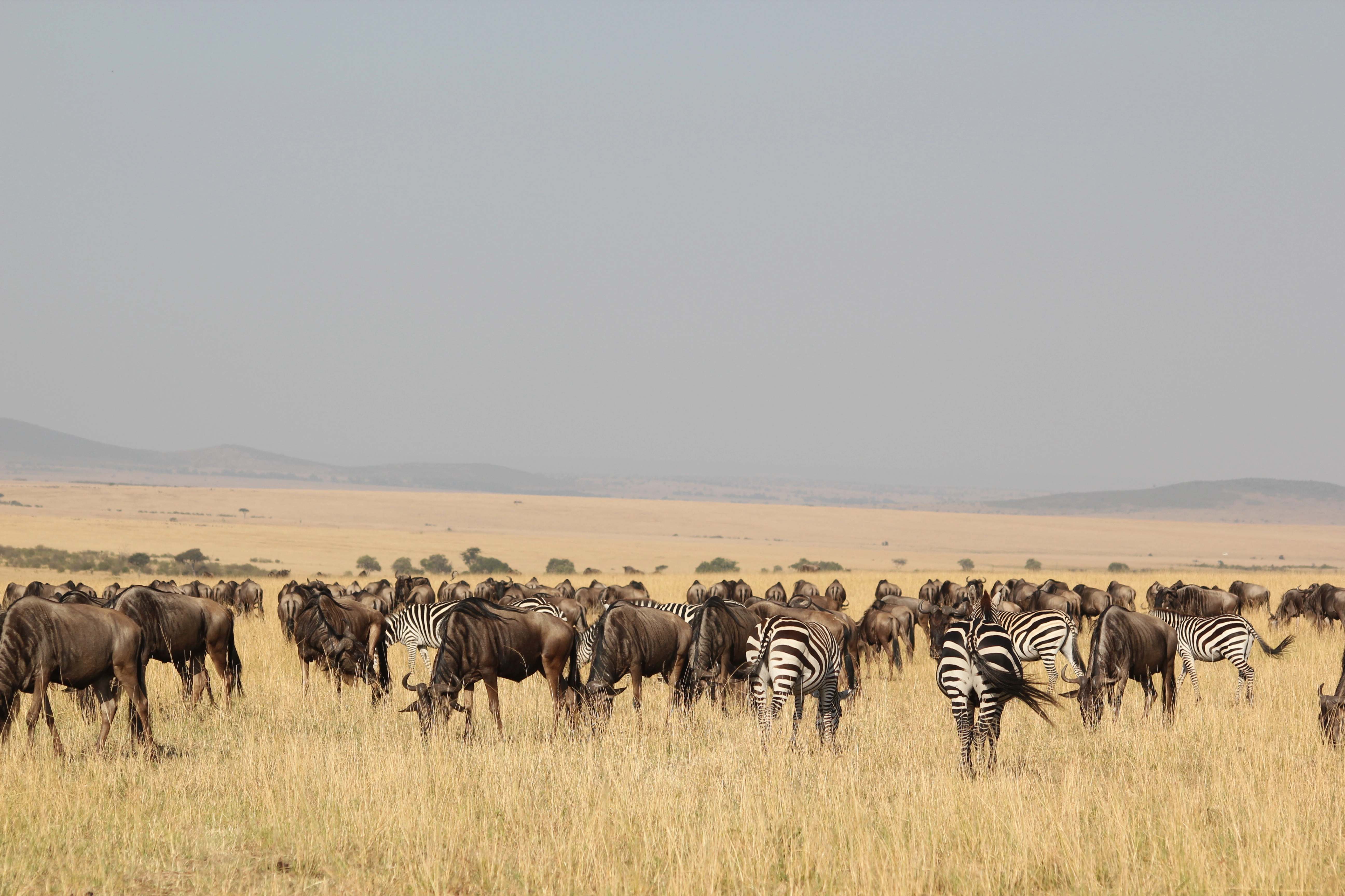 Day 1:Arrival and transfer to Lake Manyara