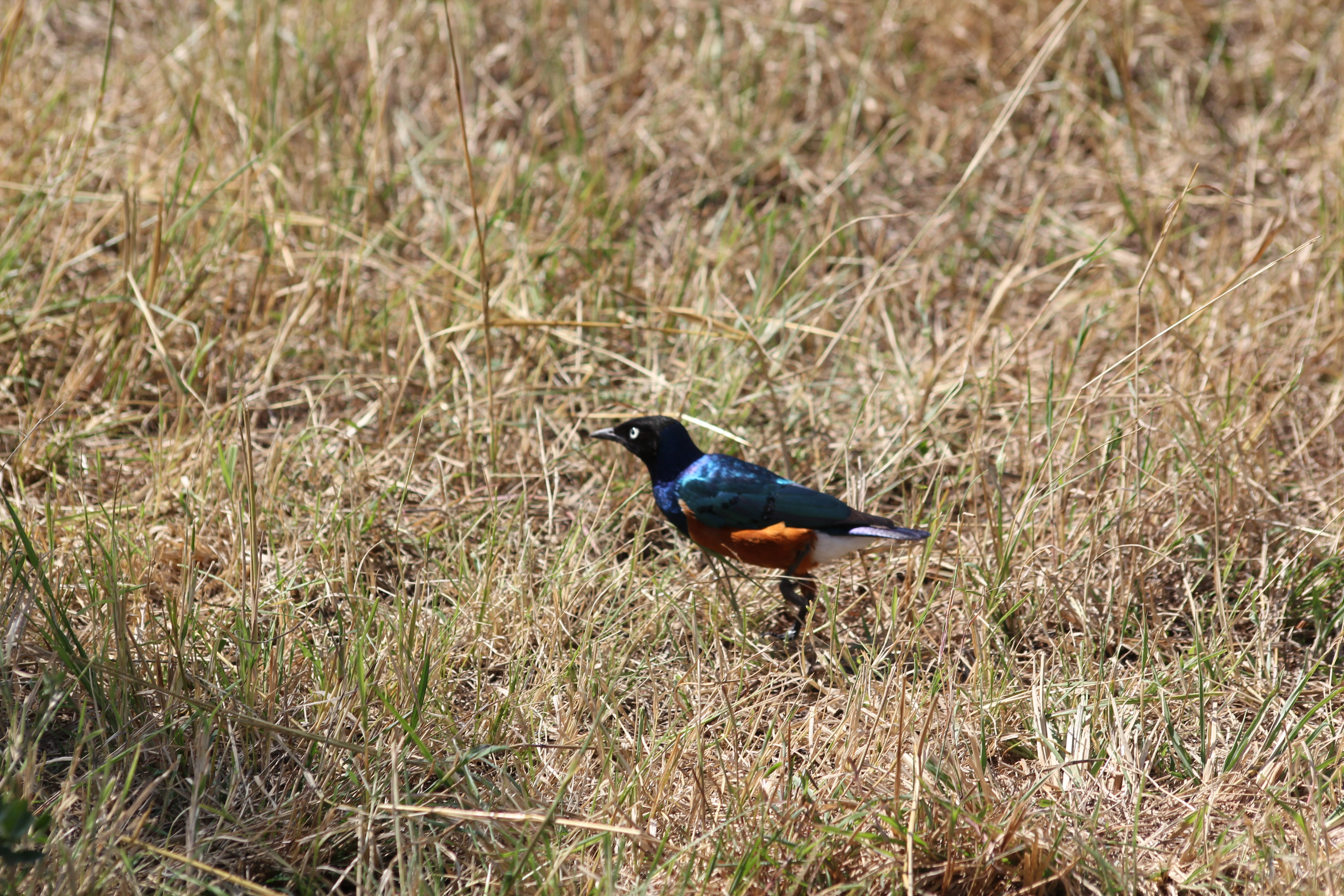 Day 1:Arrival and transfer to Lake Manyara