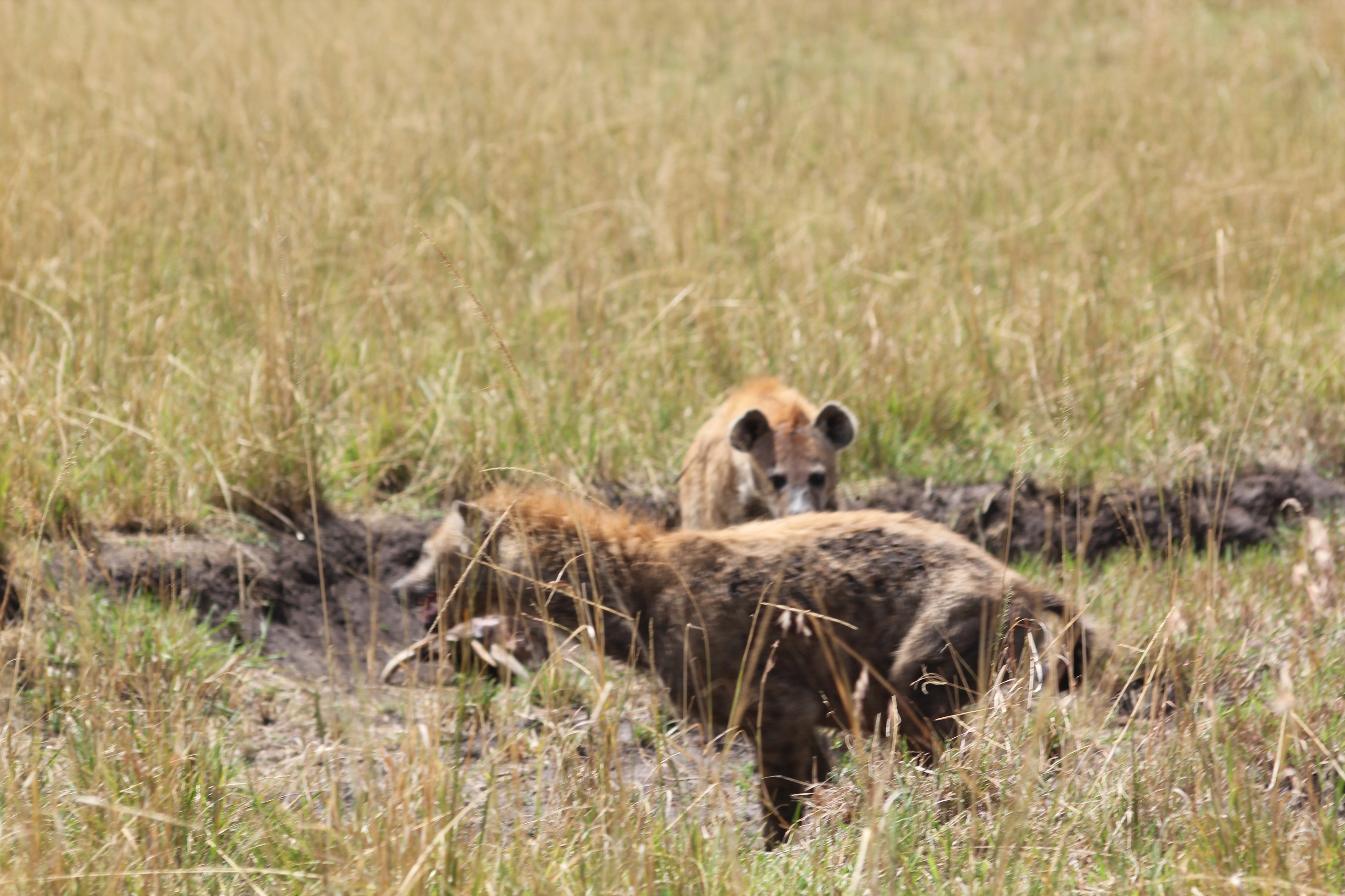 Day 1:Arrival and transfer to Lake Manyara