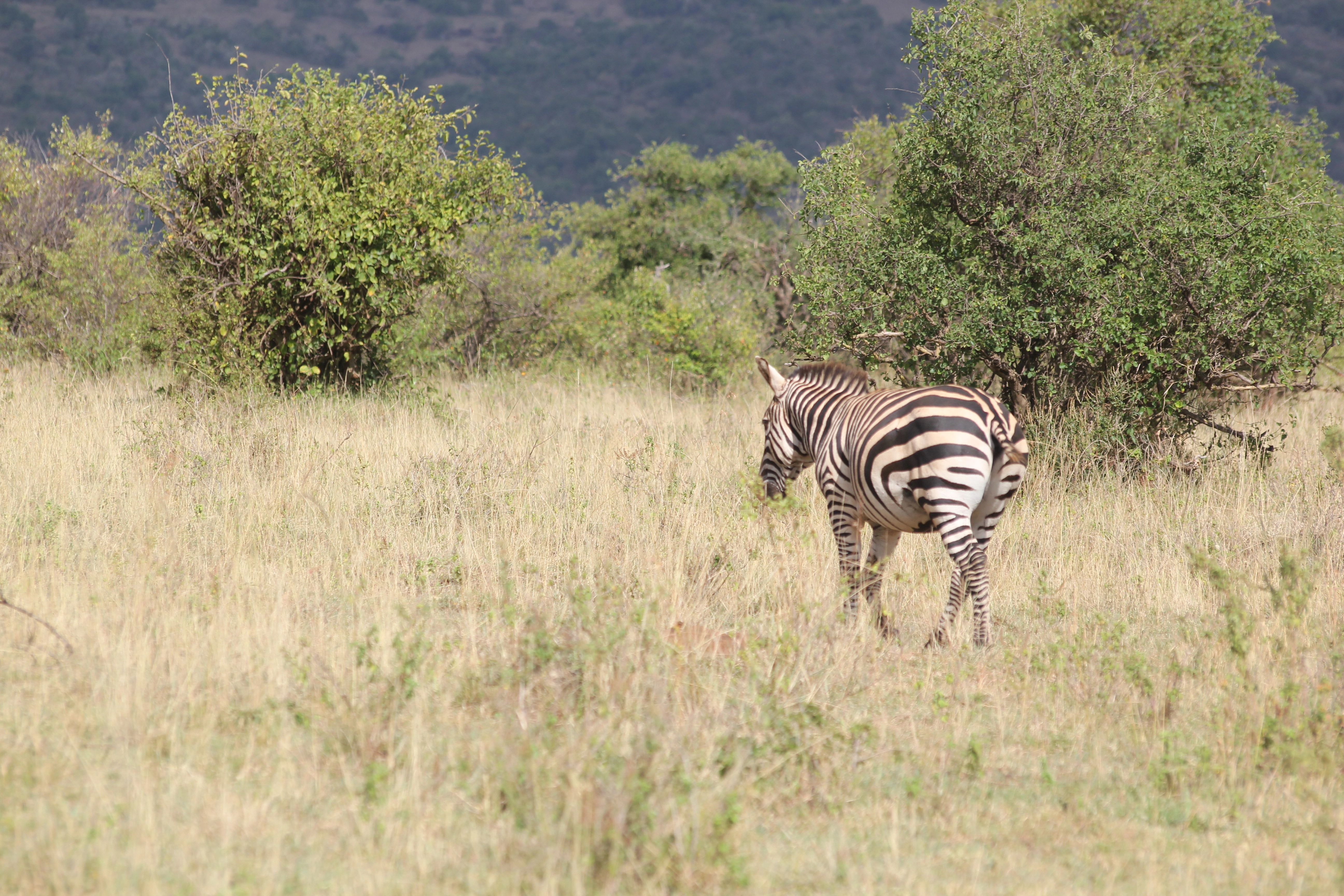 Day 1:Fly Arusha – Grumeti