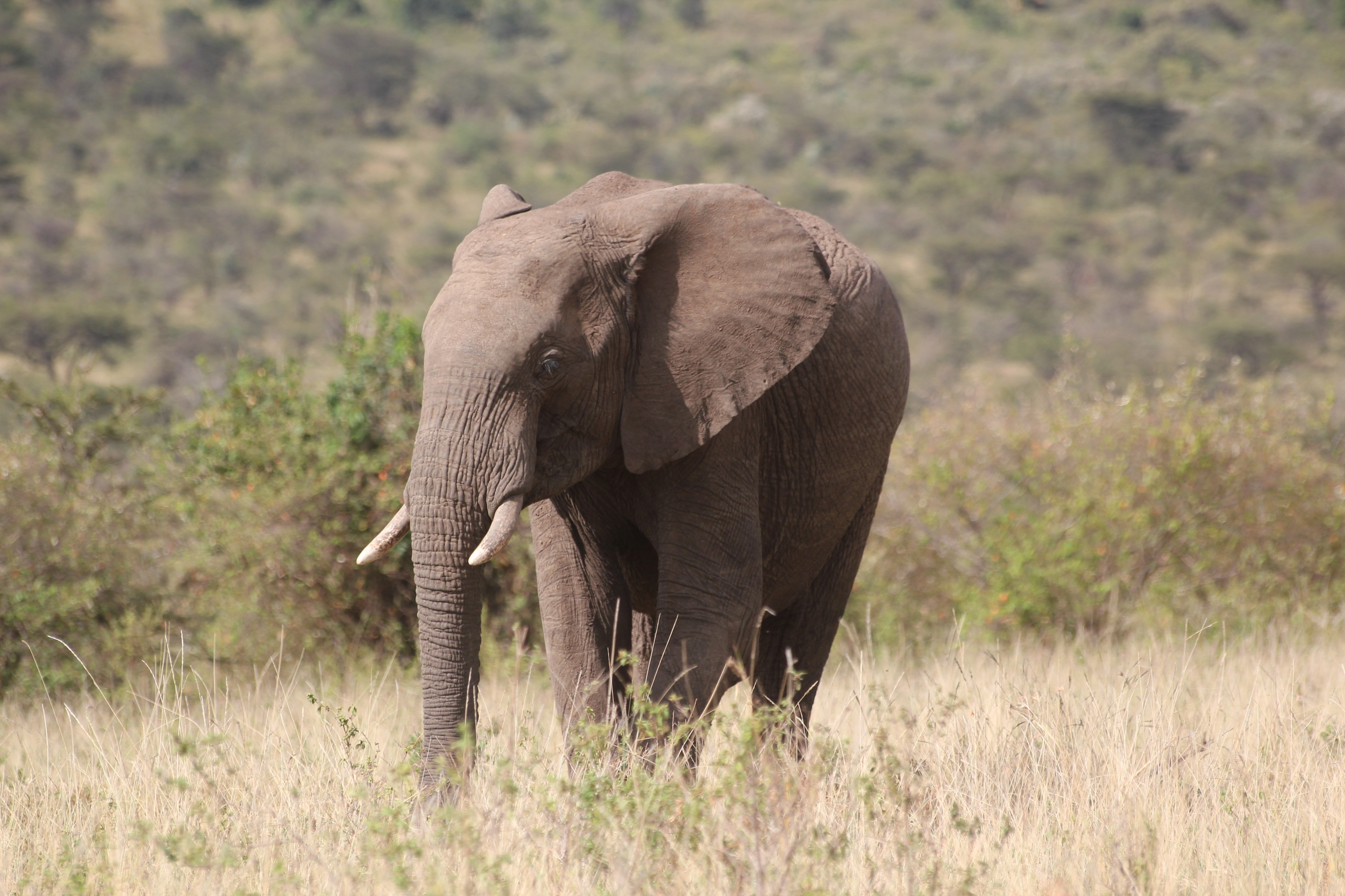 Day 1:Fly Arusha – Grumeti
