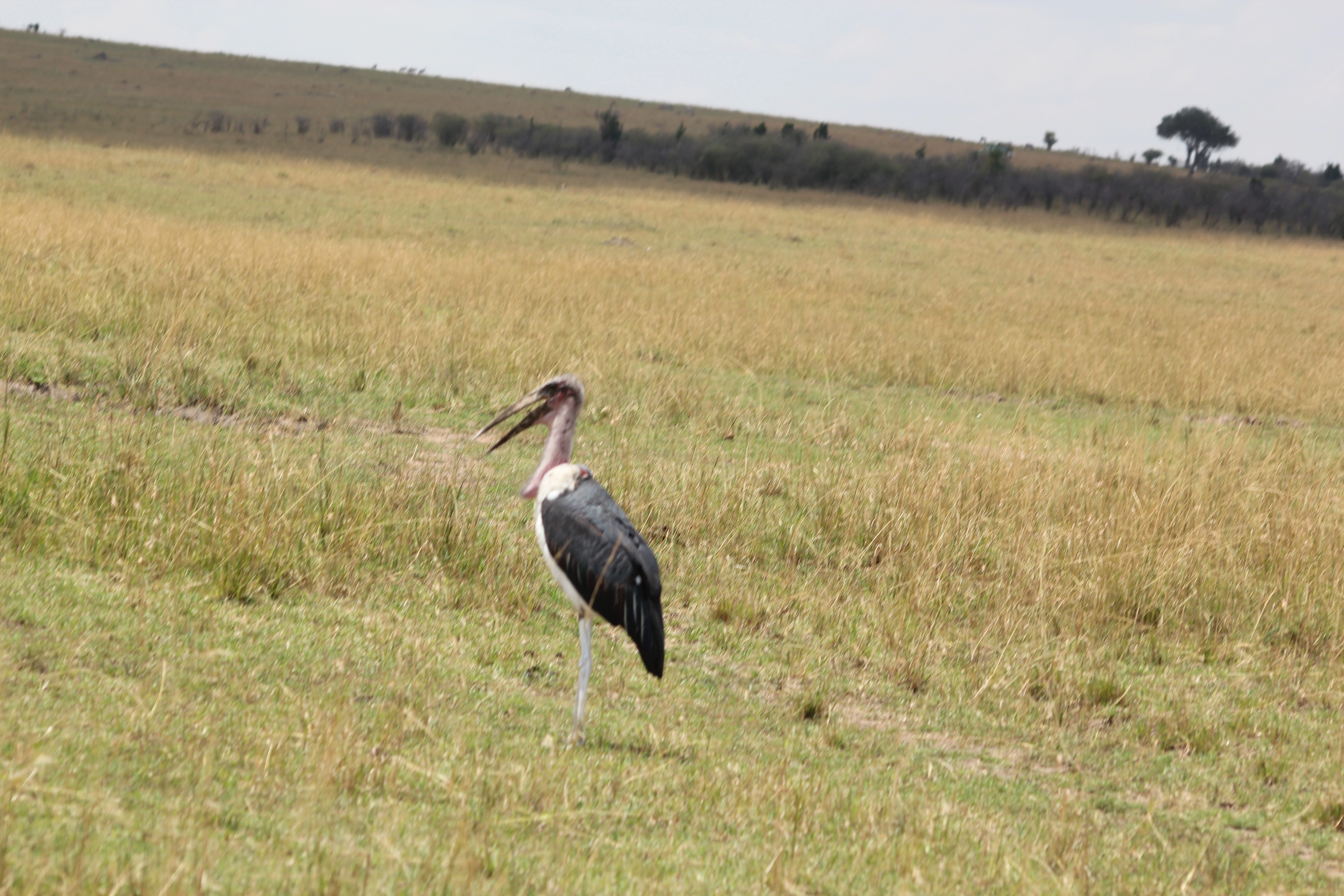 Day 1:Arusha to Arusha National Park