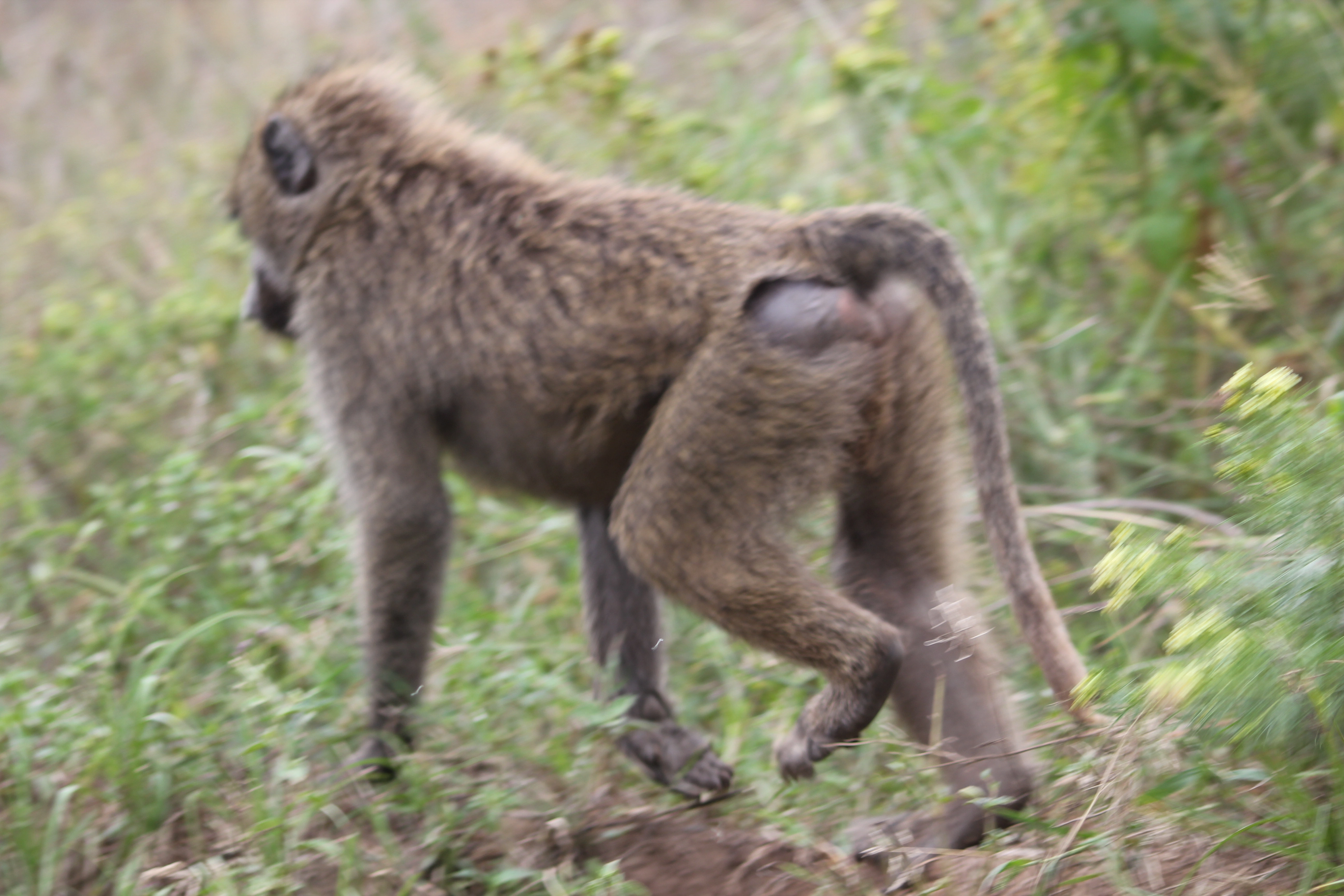 Day 1:Arusha to Arusha National Park