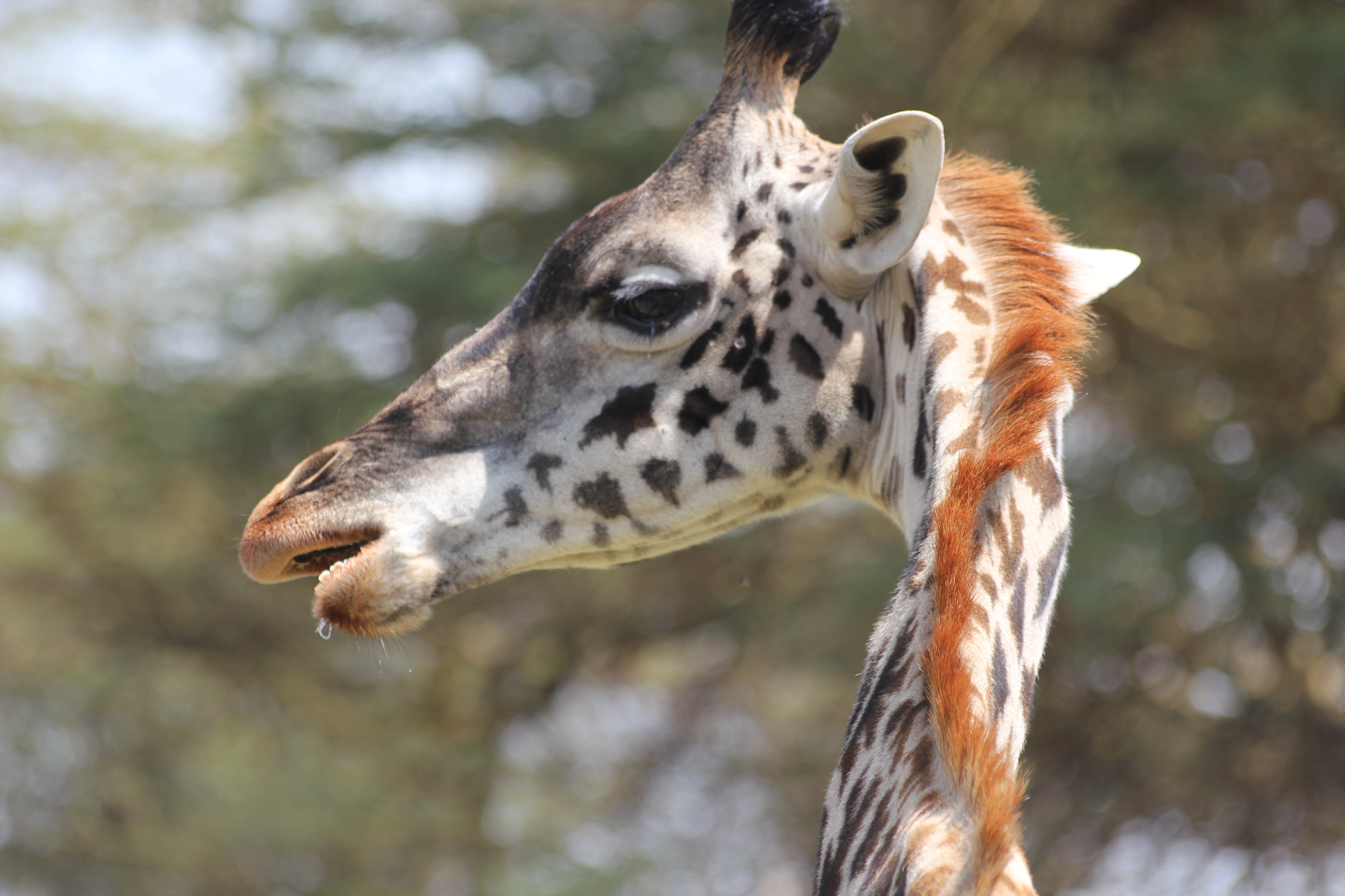 Day 1:Arusha