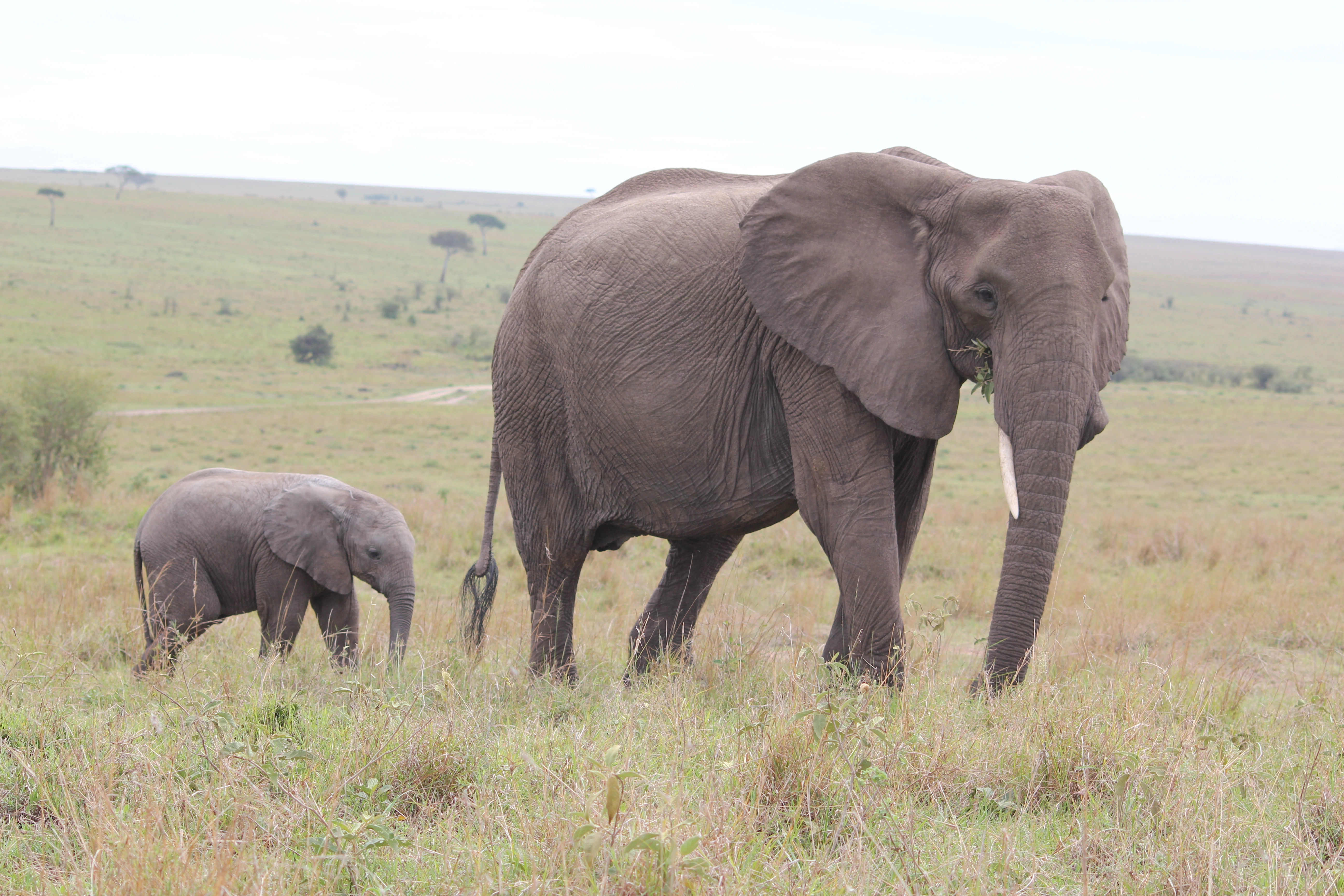 Day 1:Arusha- Ngorongoro