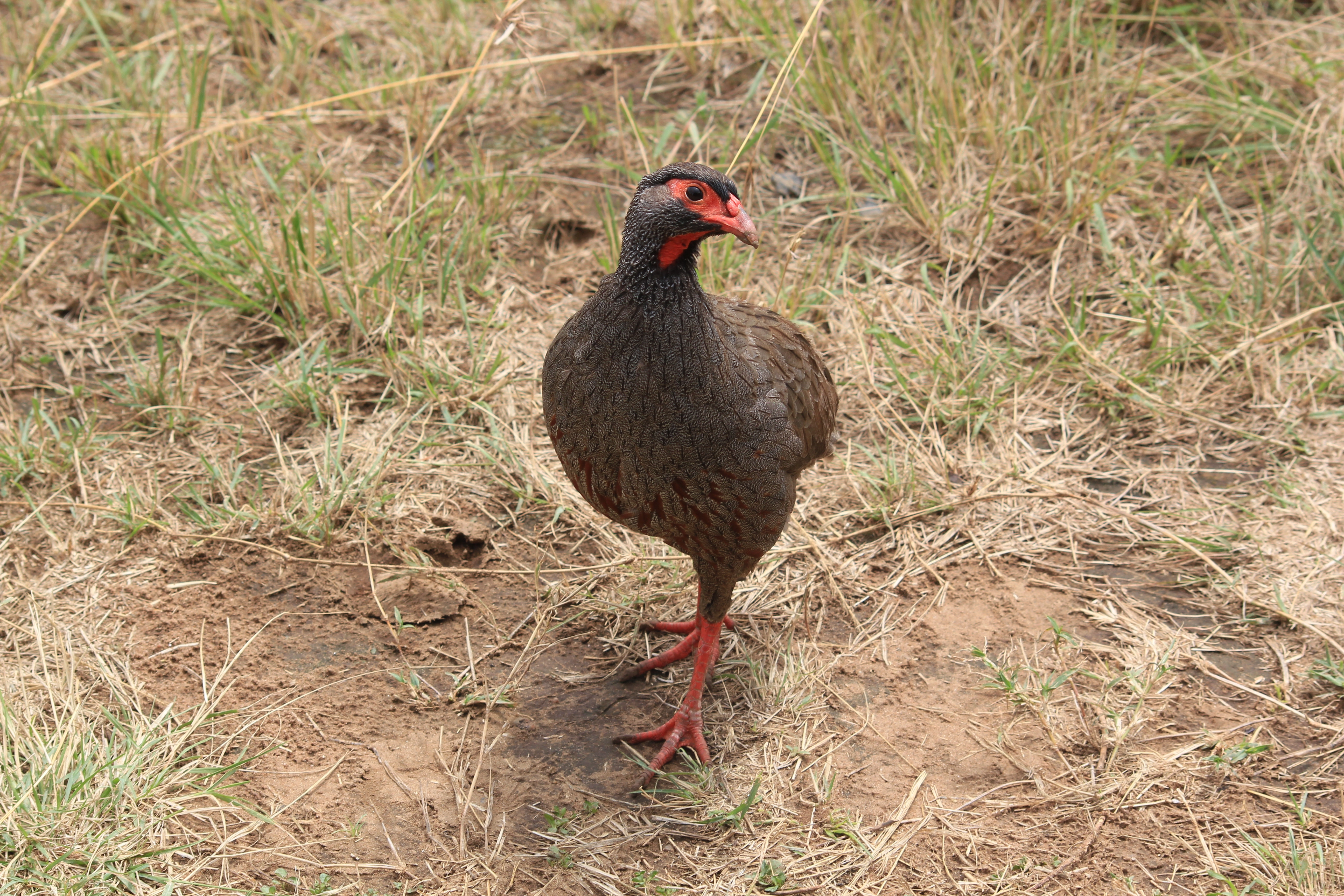 Day 1:Arusha- Ngorongoro