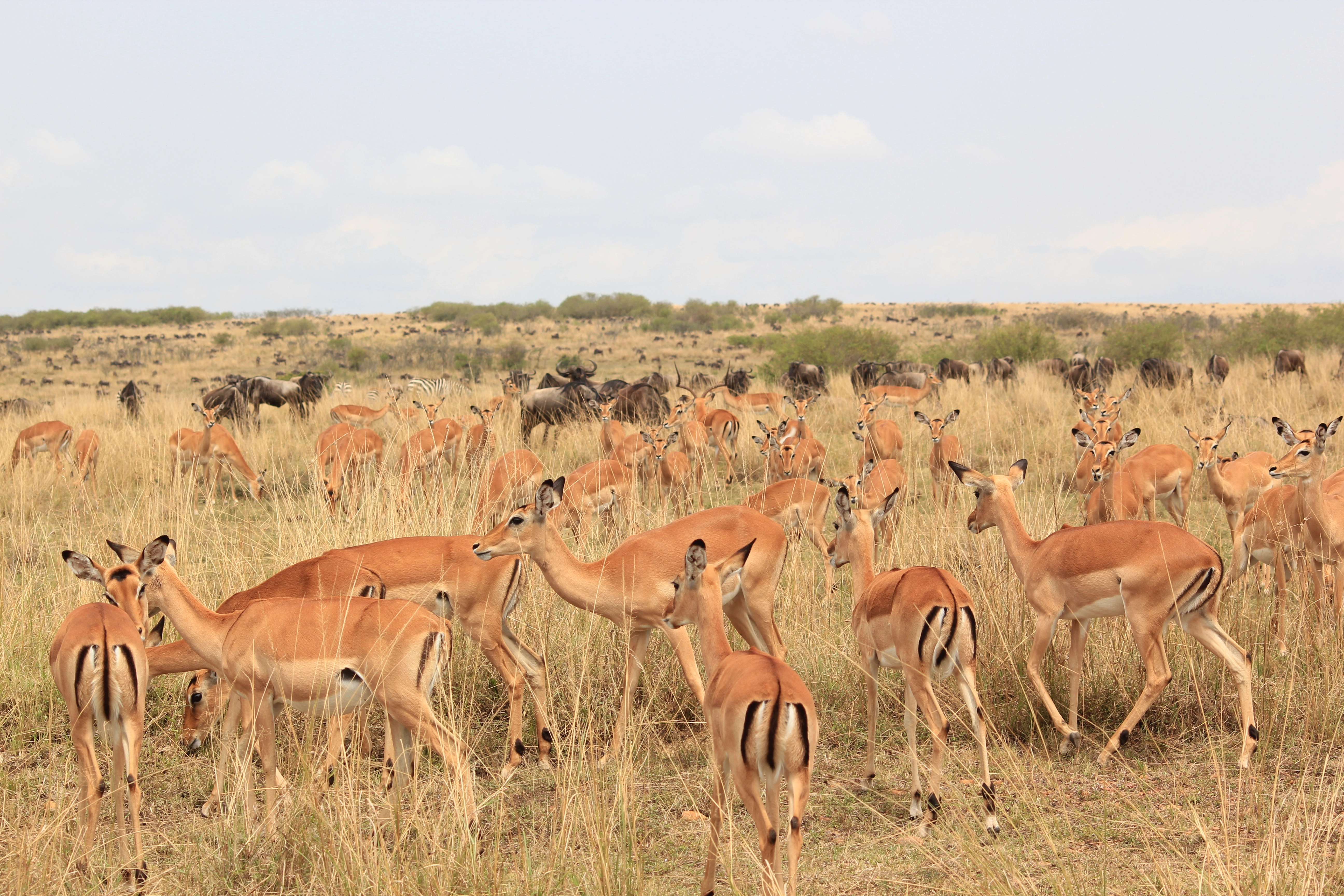 Day 1:Arusha- Ngorongoro