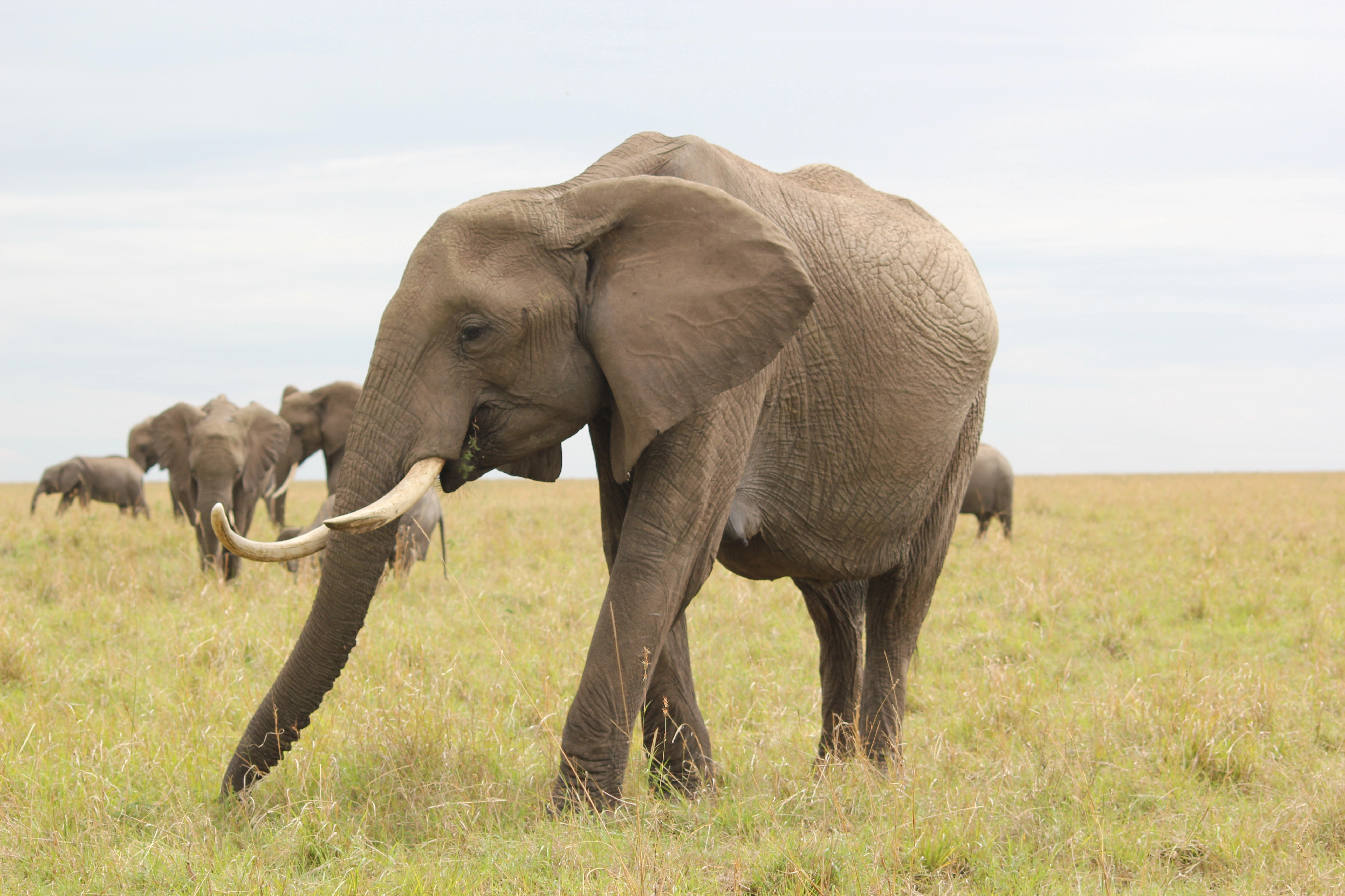 Day 1:Mwaluganje Elephant Sanctuary