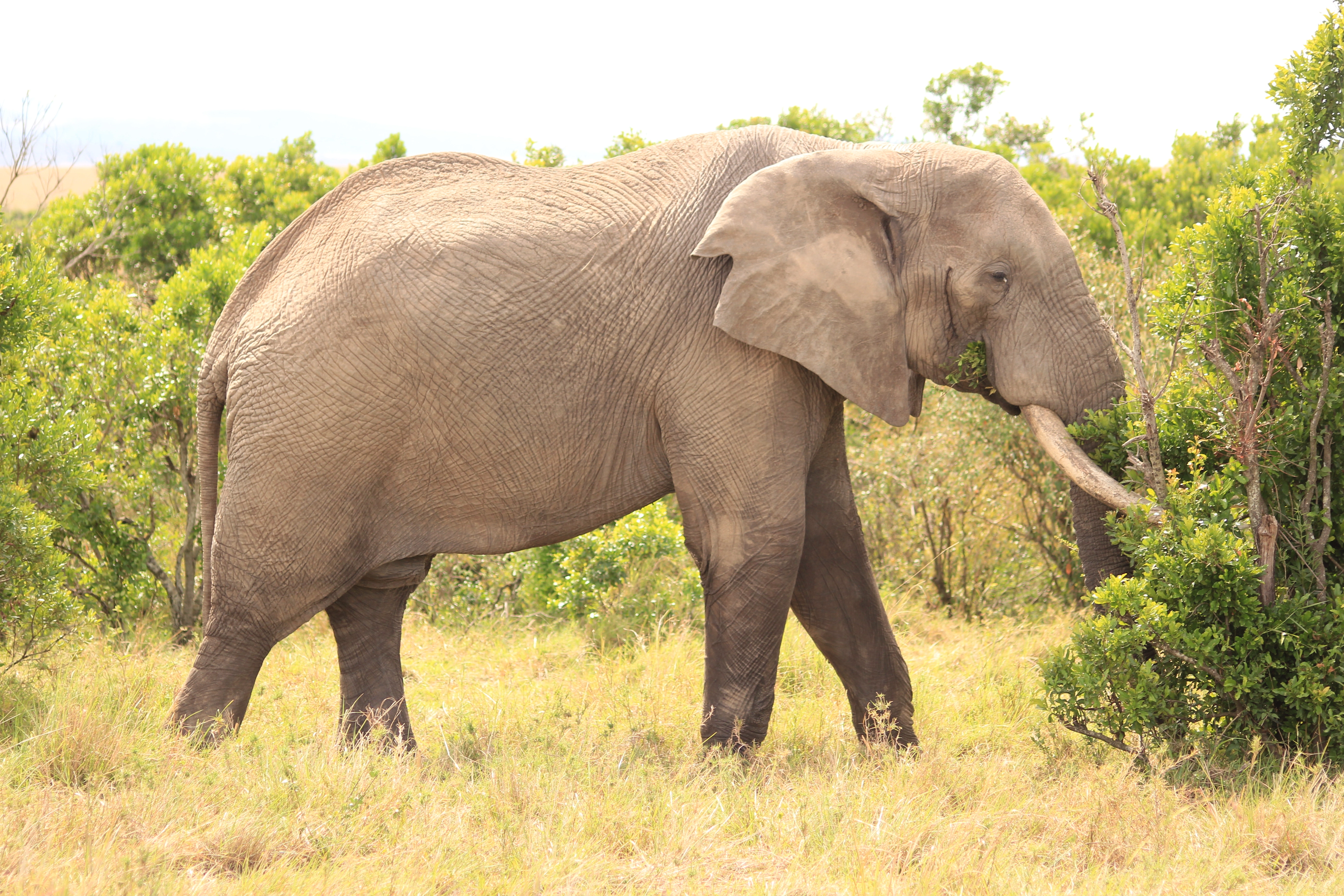 Day 1:Mwaluganje Elephant Sanctuary