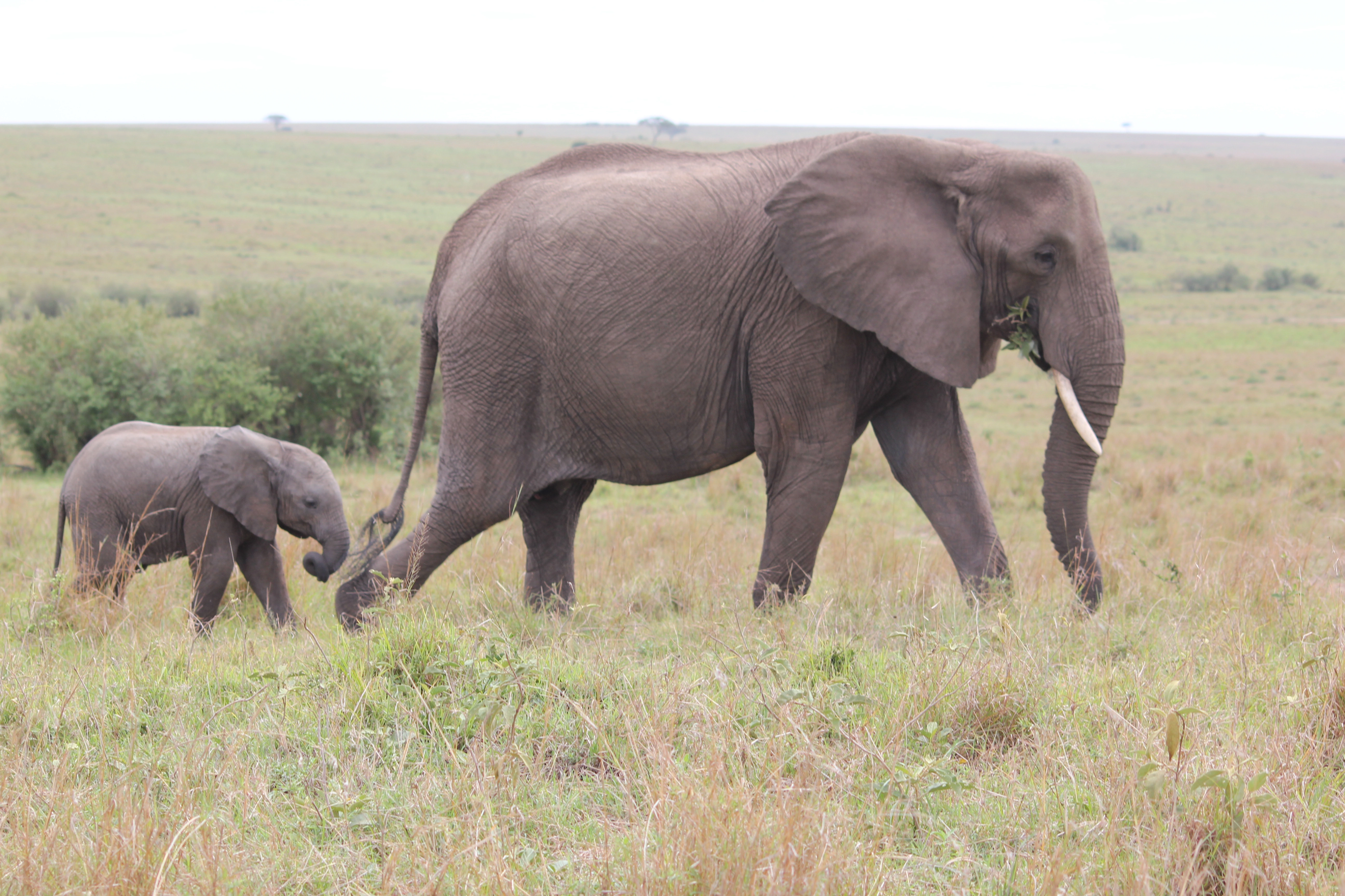 Day 1:Mwaluganje Elephant Sanctuary