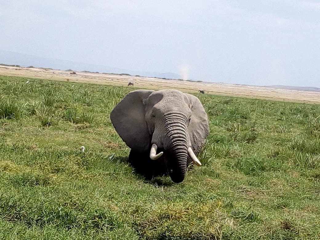 Day 1:Mwaluganje Elephant Sanctuary
