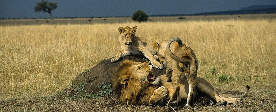 10 Days Spectacular Kenya Safari photo 2