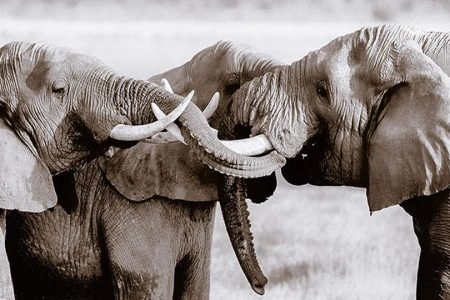 12 Days Kenya Photography Safari photo 3