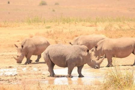 6 Days Kicheche Mara Wilderness Safari photo 1