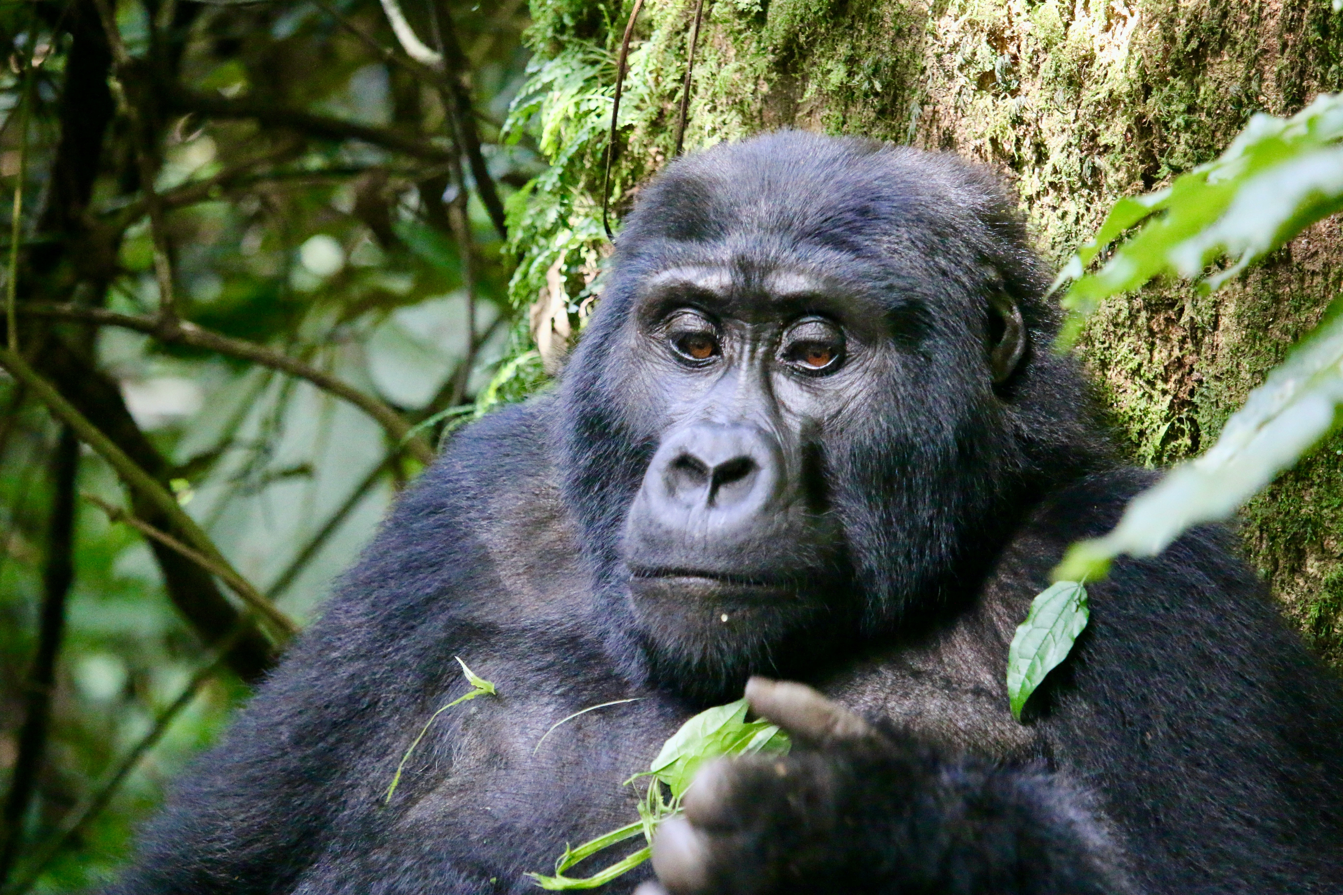 Day 1:To Murchison Falls NP with Rhino tracking: To the top of the falls