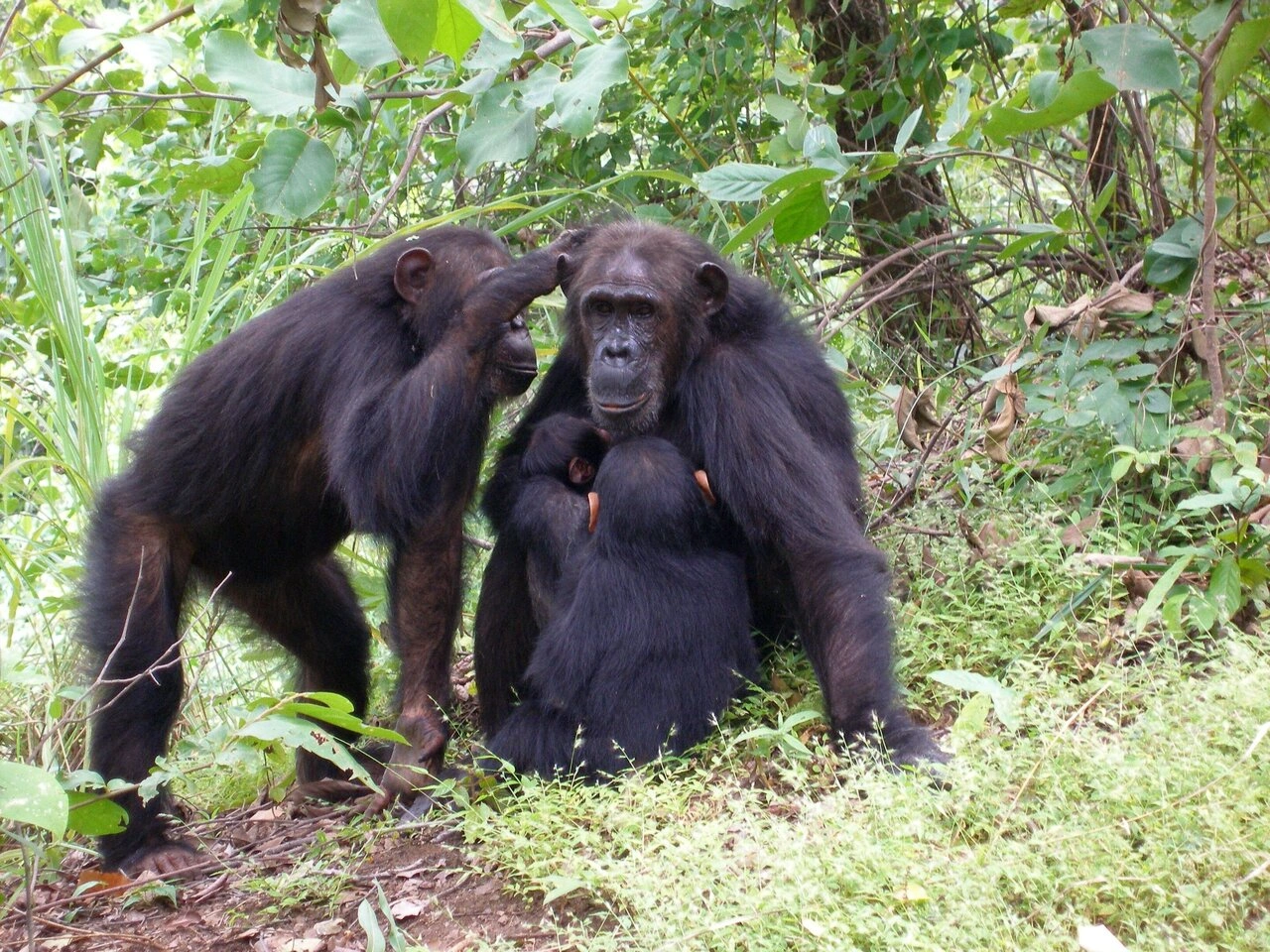 Day 1:To Murchison Falls NP with Rhino tracking: To the top of the falls