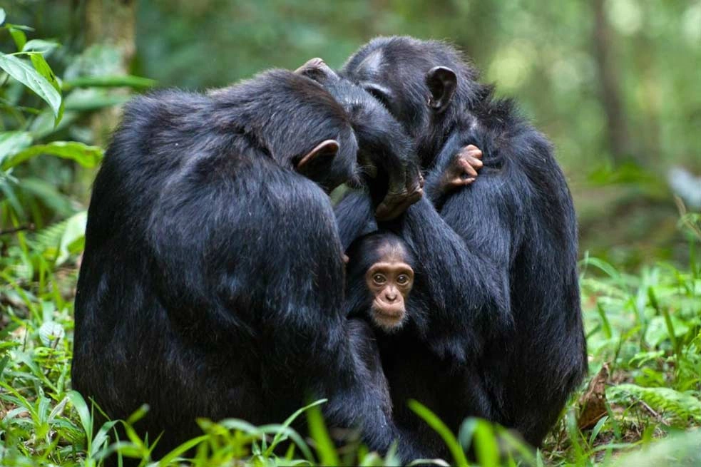 Day 1:To Queen Elizabeth NP (6 hrs): Evening game drive:
