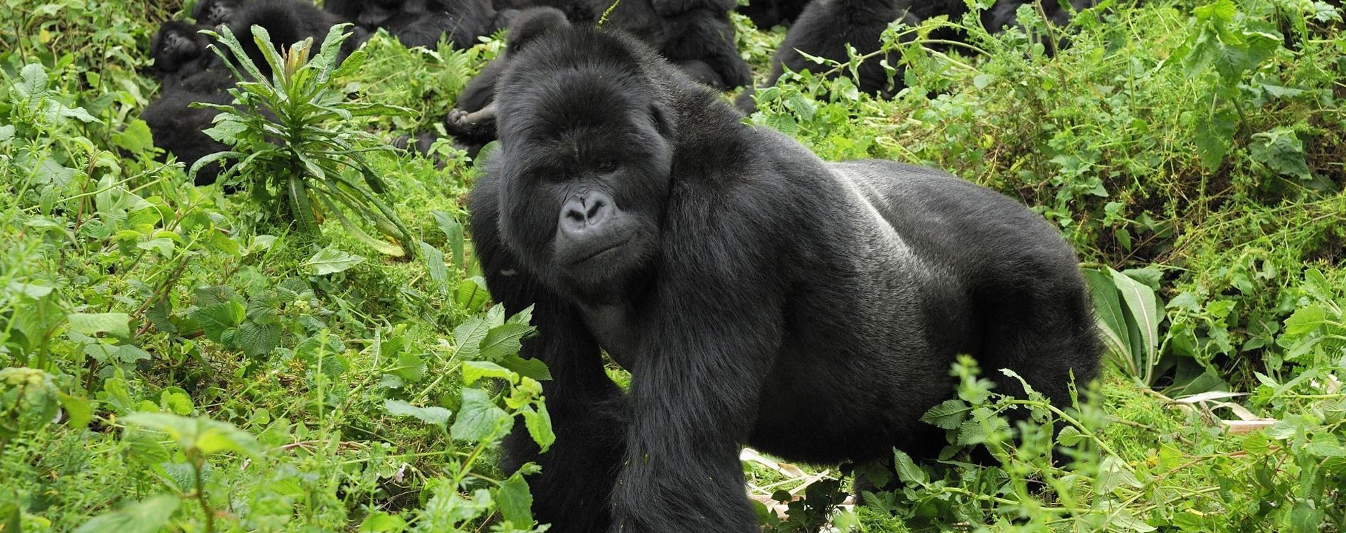 Day 1:To Queen Elizabeth NP (6 hrs): Evening game drive: