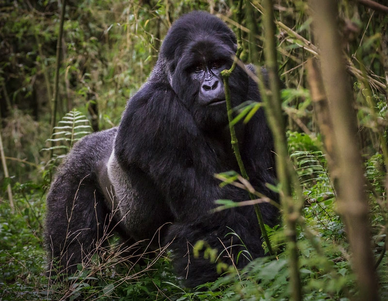 Day 1:To Bwindi Impenetrable Forest (9 hrs)