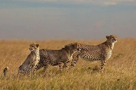 8 Days Safari Chui Kenya photo 3