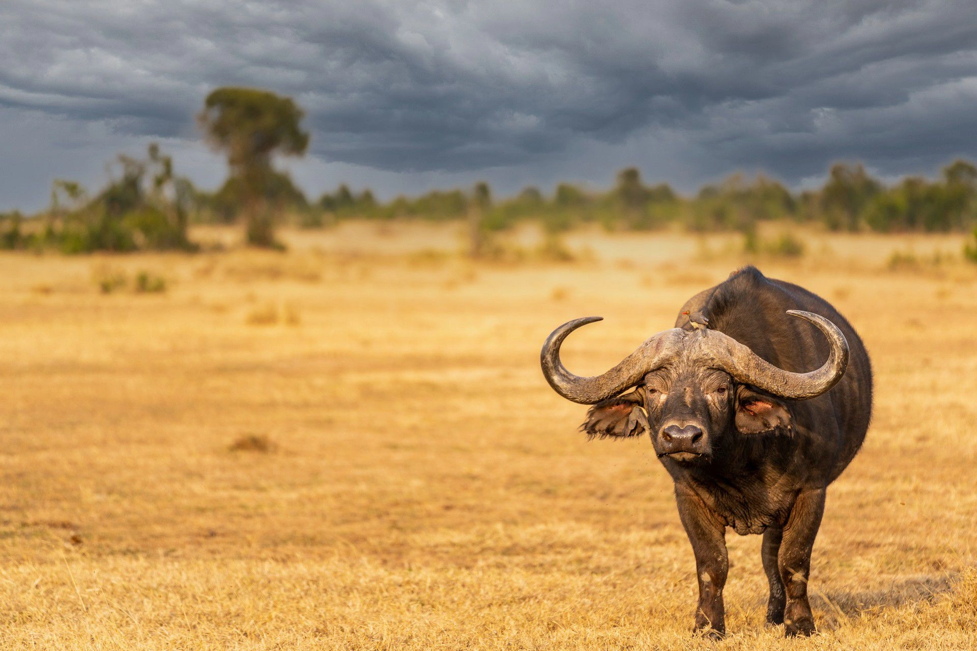 7 Days Kenya Big Five Safari photo 5