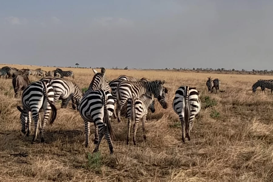 Safari Sabuk (8 Days) photo 2