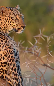 9 Days Kenya Family Holidays Safari photo 2