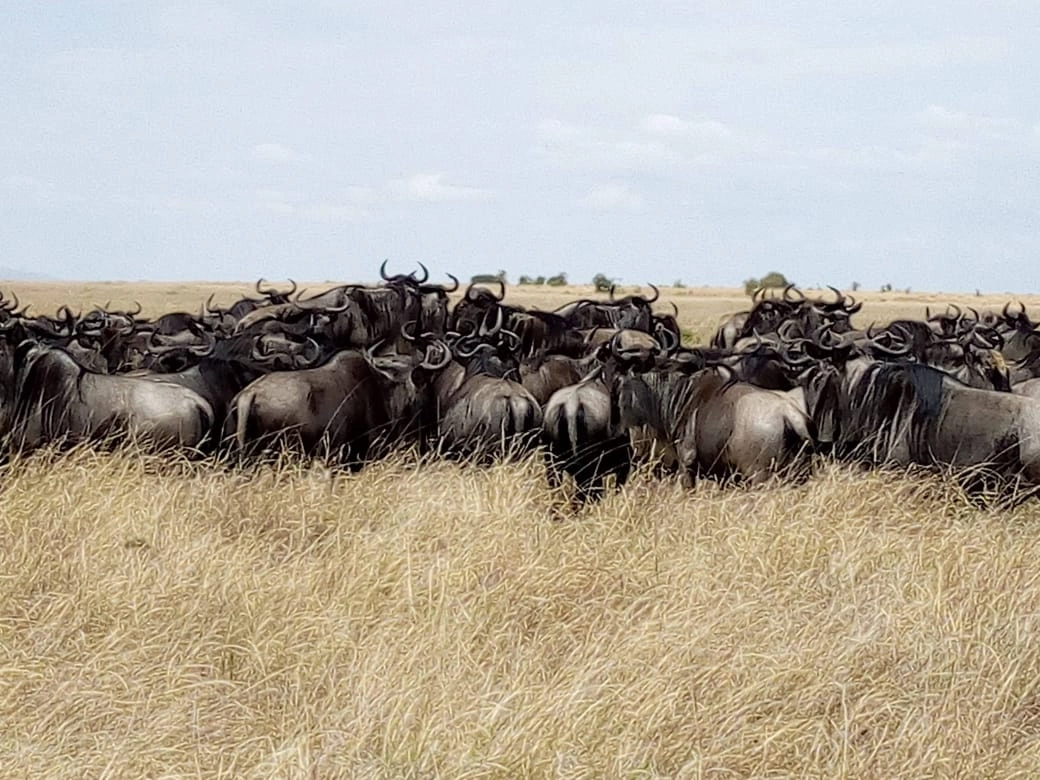 Safari Enkop Africa (9 Days) photo 2