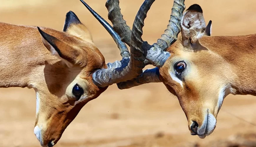 Samburu-Nationalreservat image 2