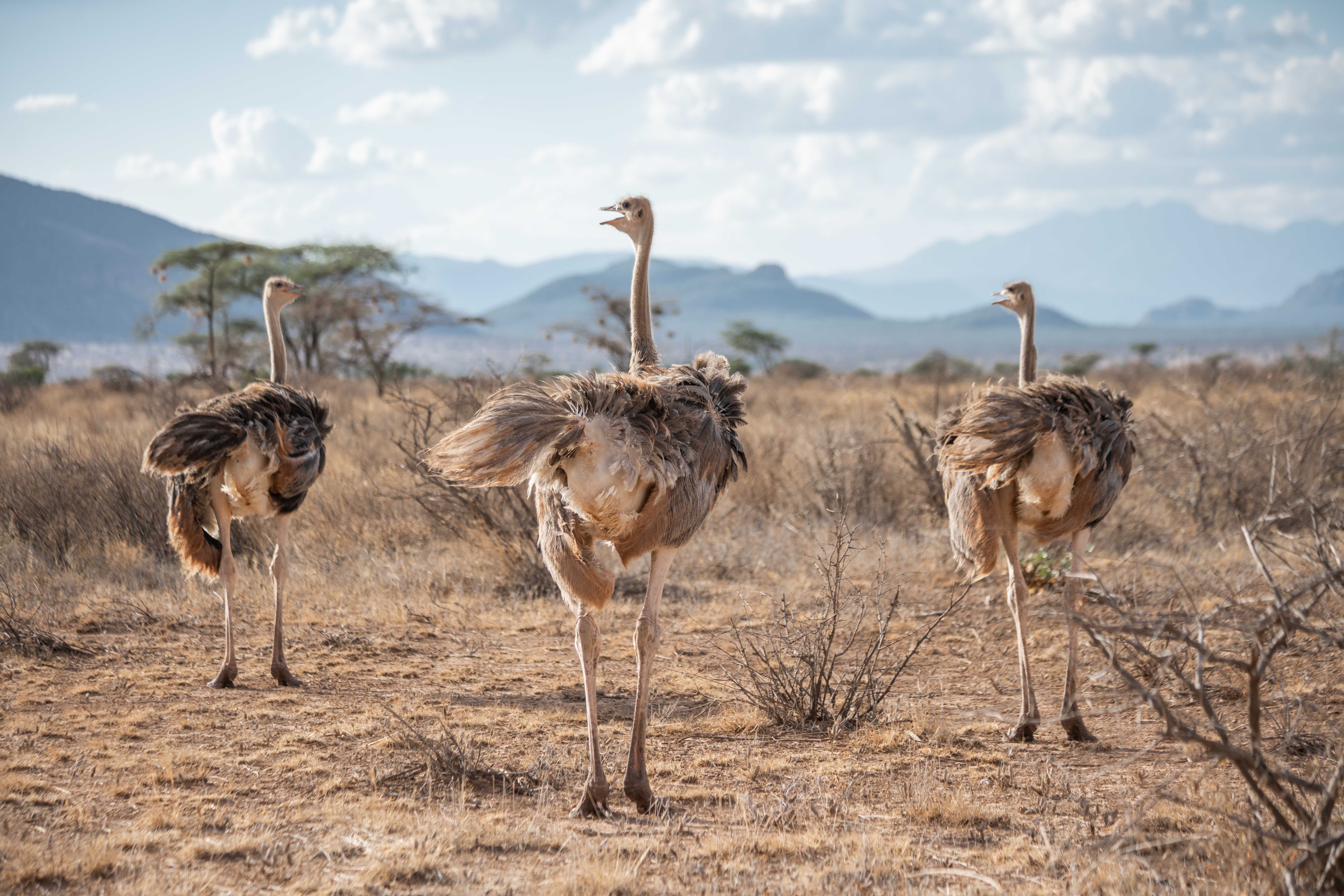 Safari Shaba (9 Days)