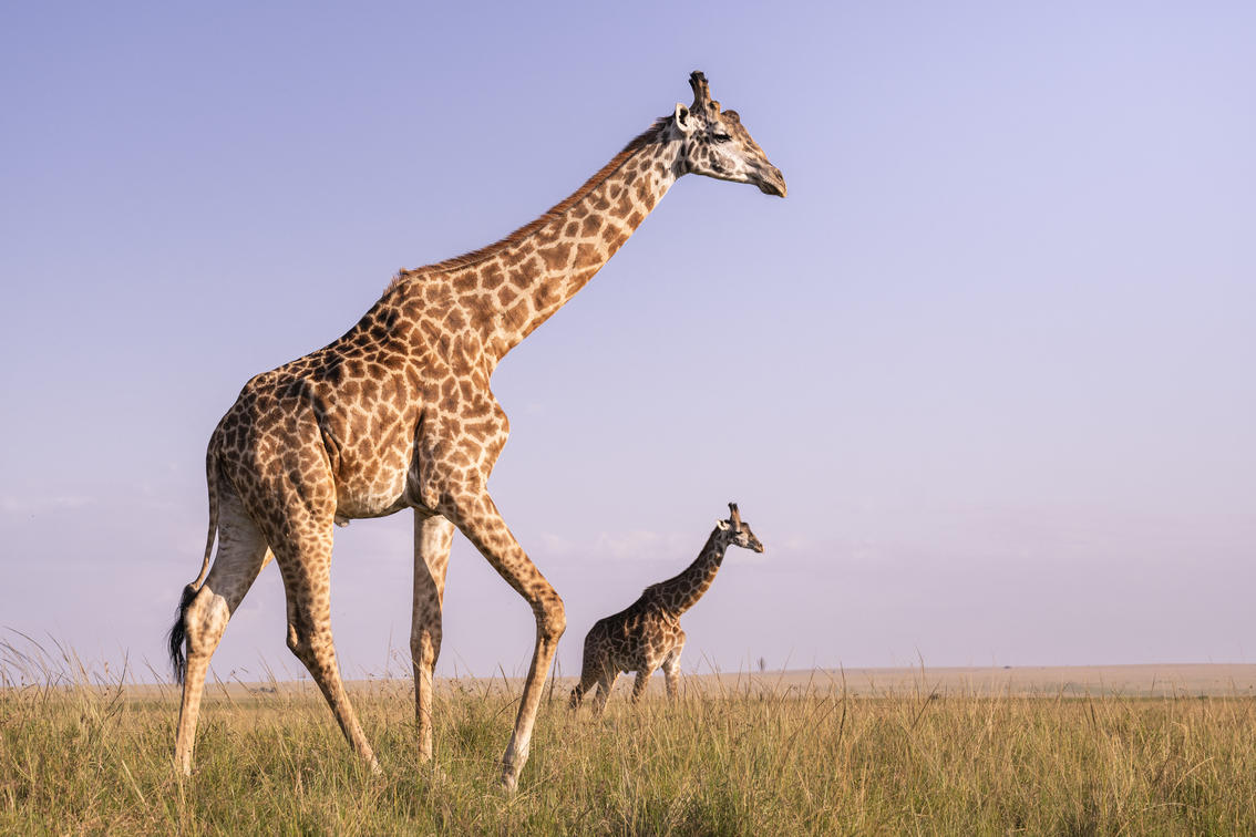 Safari Elsa (9 Days) photo 1