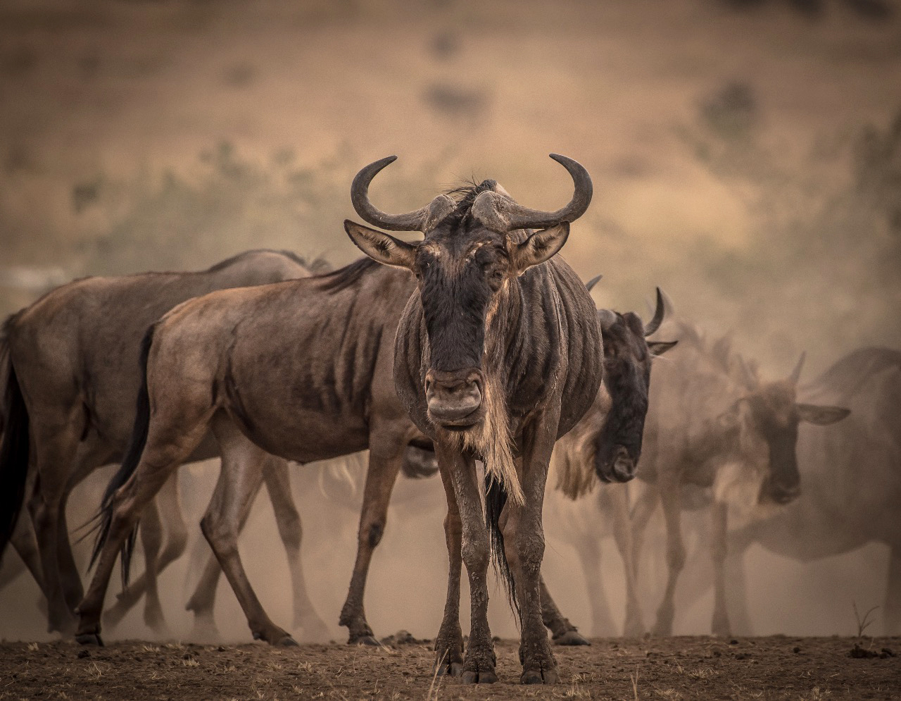Safari Sabuk (8 Days)