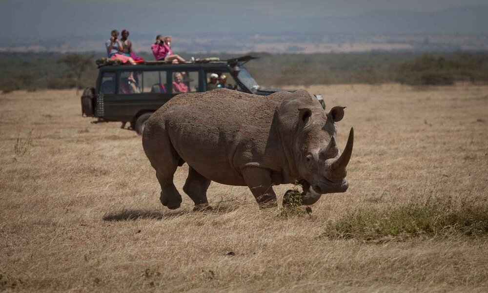Tracking Rhinos